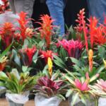 Potted flowers in varying shades of red, orange, yellow, pink and green stand in a line with people standing behind them.