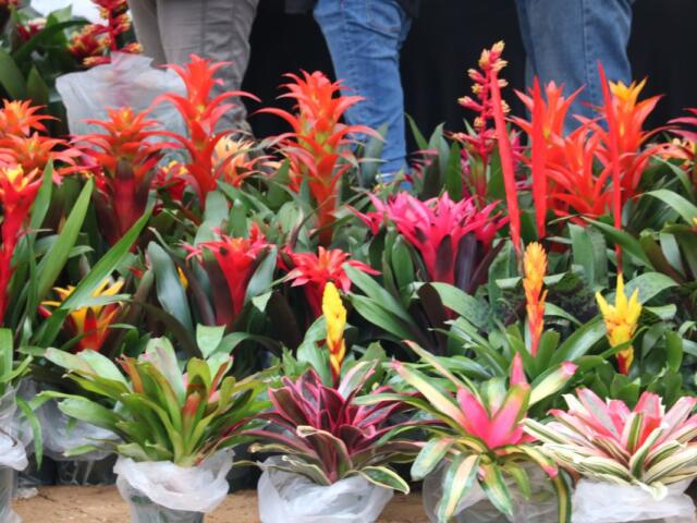 Potted flowers in varying shades of red, orange, yellow, pink and green stand in a line with people standing behind them.
