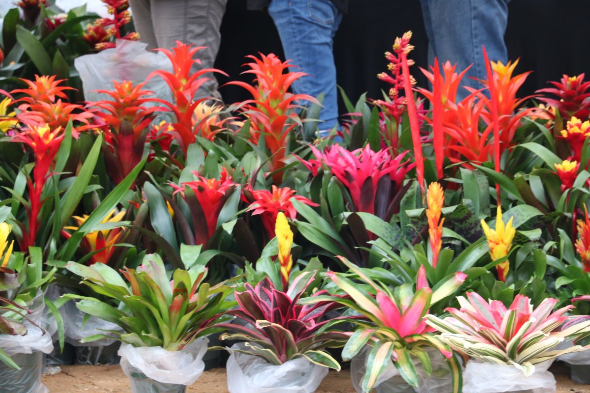 Potted flowers in varying shades of red, orange, yellow, pink and green stand in a line with people standing behind them.