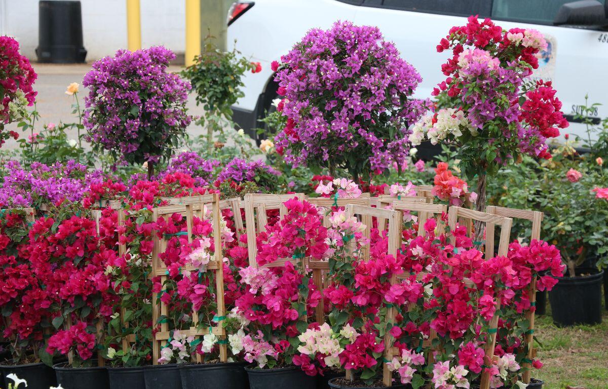 Flowers are displayed in a grass field with a white car and building in the background. The flowers are varying shades of white, pink and purple.