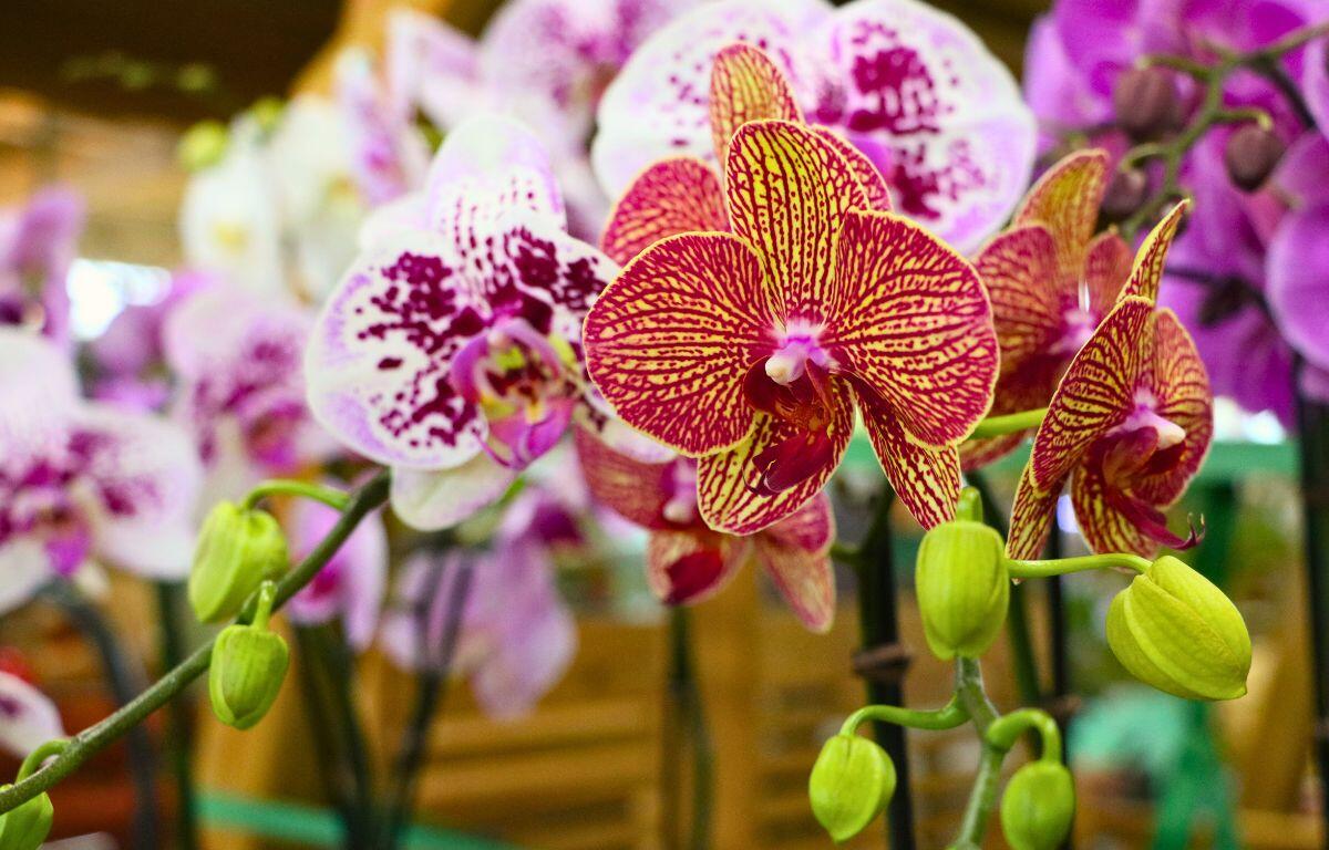 A flower in shades of purple and yellow blooms with more on the same stem. The stem features closed flowers waiting to bloom. Behind them are more flowers of varying designs and colors in bloom.