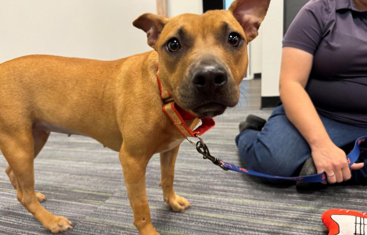 Meet Minnie a brown 2-year-old pup awaiting adoption at the Humane Society of Marion County.