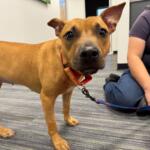 Meet Minnie a brown 2-year-old pup awaiting adoption at the Humane Society of Marion County.