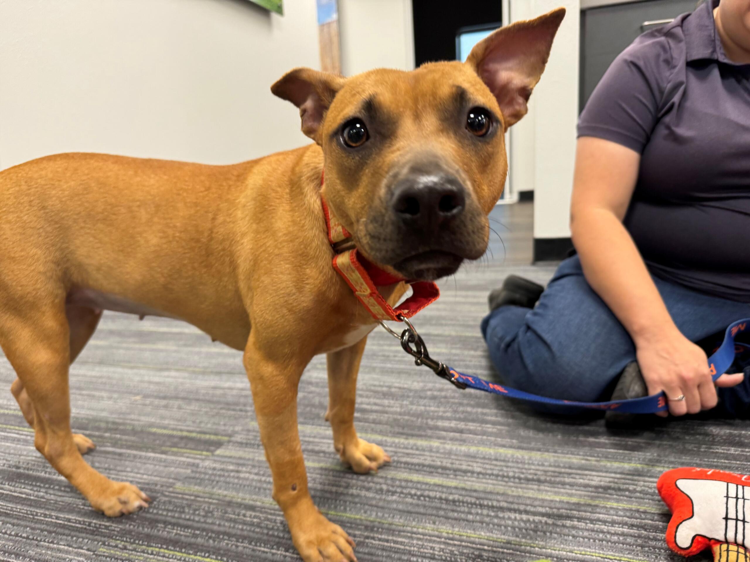 Meet Minnie a brown 2-year-old pup awaiting adoption at the Humane Society of Marion County.