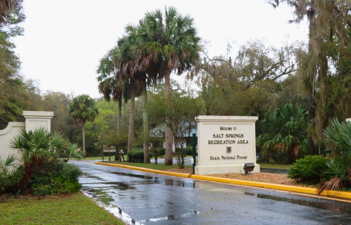 A beige wall stands in the middle of two roads on either side of it. The wall has letters that read, "Salt Springs Recreational Area. Ocala National Forest." On the outer sections of the roads are more walls leading through a forested area. Past the walls are palm trees with the roads winding down wooded paths.