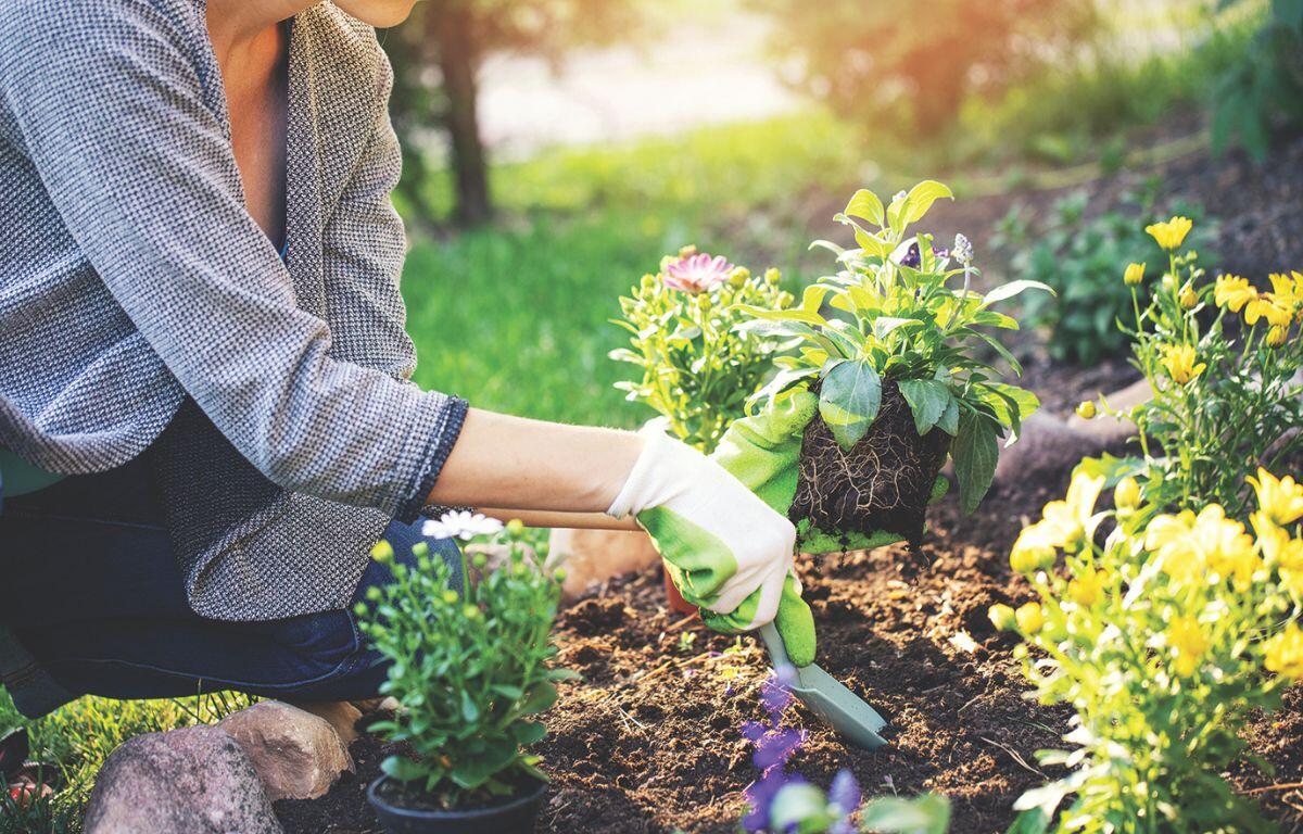 A colored photo of a woman gardening.