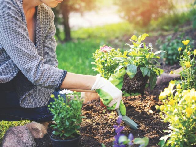 A colored photo of a woman gardening.