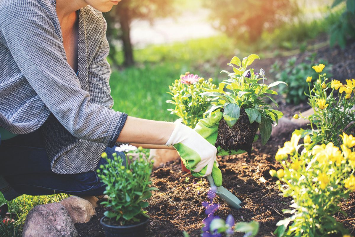 A colored photo of a woman gardening.