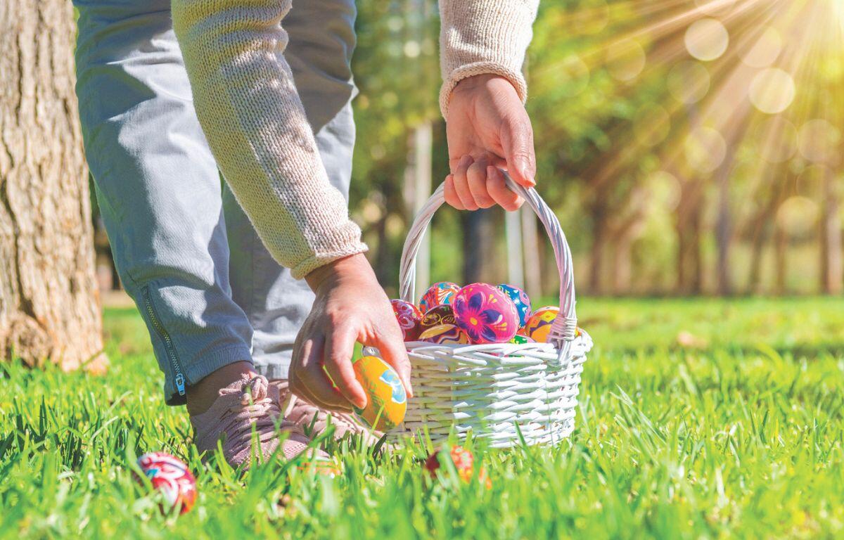 A colored photo of a person in light denim jeans and pink shoes bending down to pick up a colored easter egg from the grass with a basket.