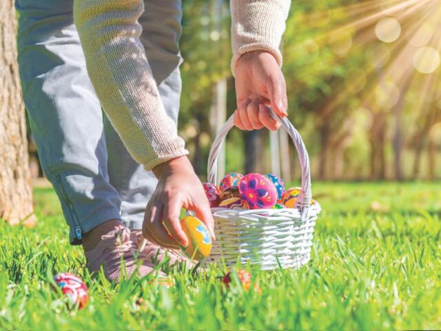 A colored photo of a person in light denim jeans and pink shoes bending down to pick up a colored easter egg from the grass with a basket.
