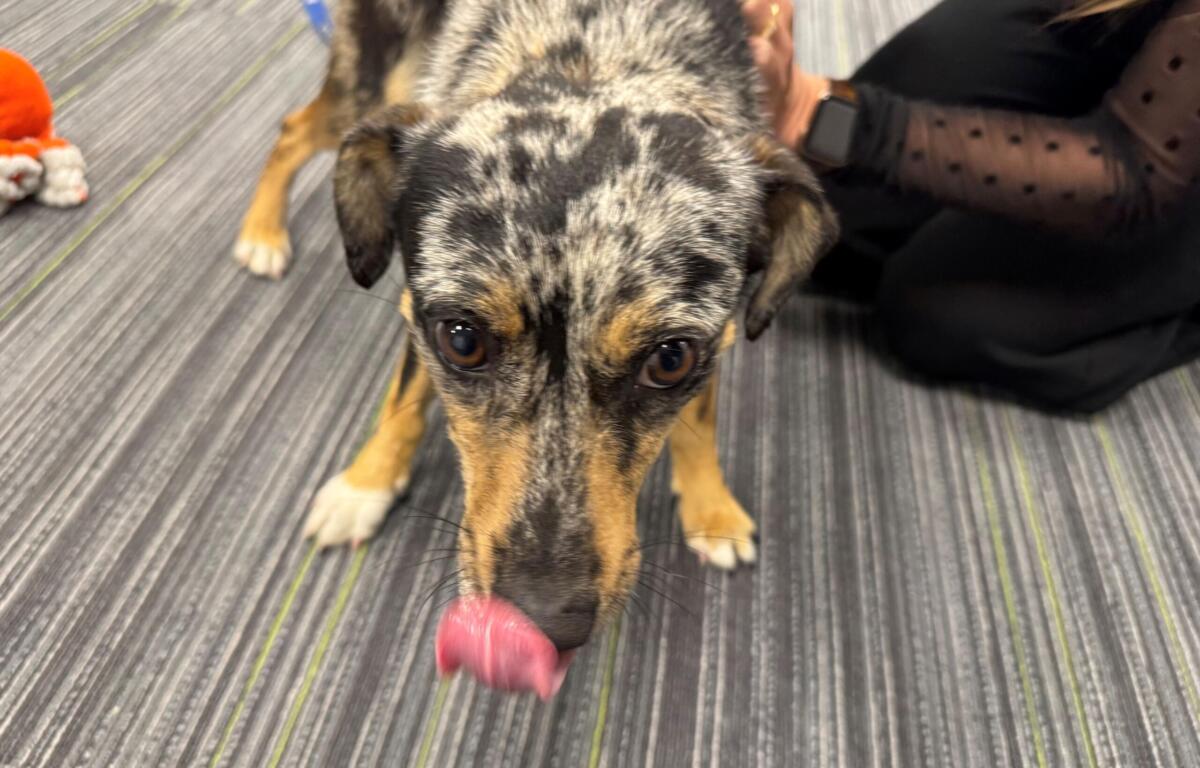 Meet Sir Wigglebutt, a cute one-year-old pup waiting for his forever home at Marion County Animal Services.