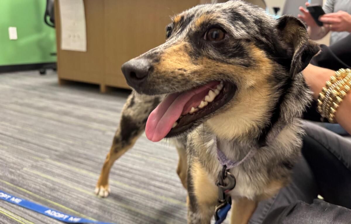 Meet Sir Wigglebutt, a cute one-year-old pup waiting for his forever home at Marion County Animal Services.