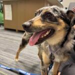 Meet Sir Wigglebutt, a cute one-year-old pup waiting for his forever home at Marion County Animal Services.