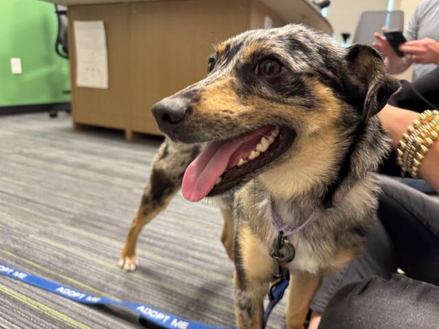 Meet Sir Wigglebutt, a cute one-year-old pup waiting for his forever home at Marion County Animal Services.