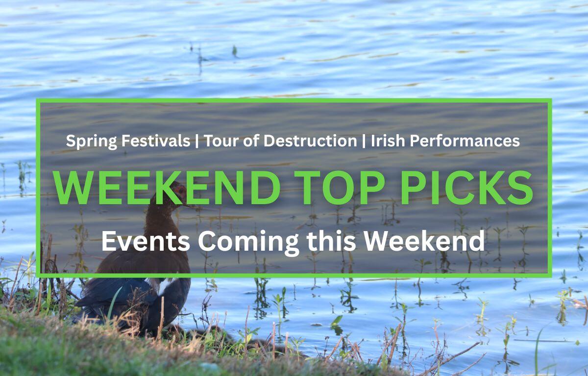 A brown duck with red around the eyes sits on the edge of water on a grassy downward hill. In the foreground is a brown box with a green border. White and green text inside of the box read, "Spring Festivals | Tour of Destruction | Irish Performances. WEEKEND TOP PICKS. Events Coming this Weekend."