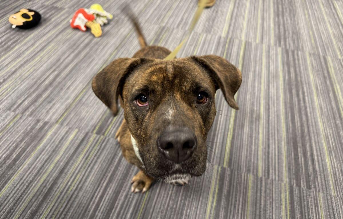 chevelle adoptable dog humane society marion county