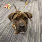 chevelle adoptable dog humane society marion county