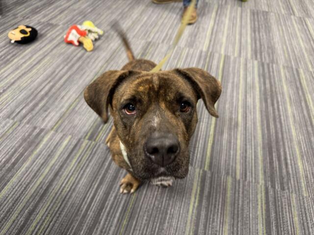 chevelle adoptable dog humane society marion county