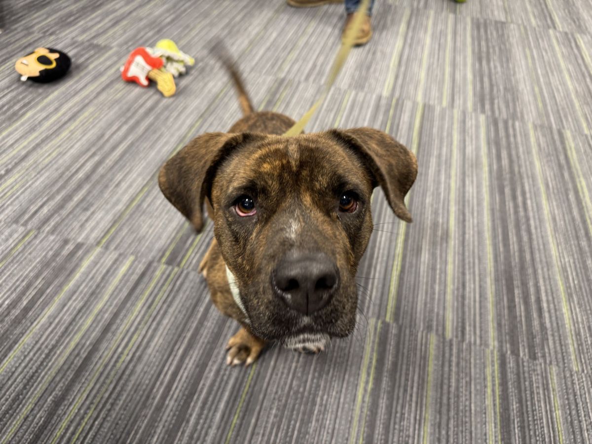 chevelle adoptable dog humane society marion county