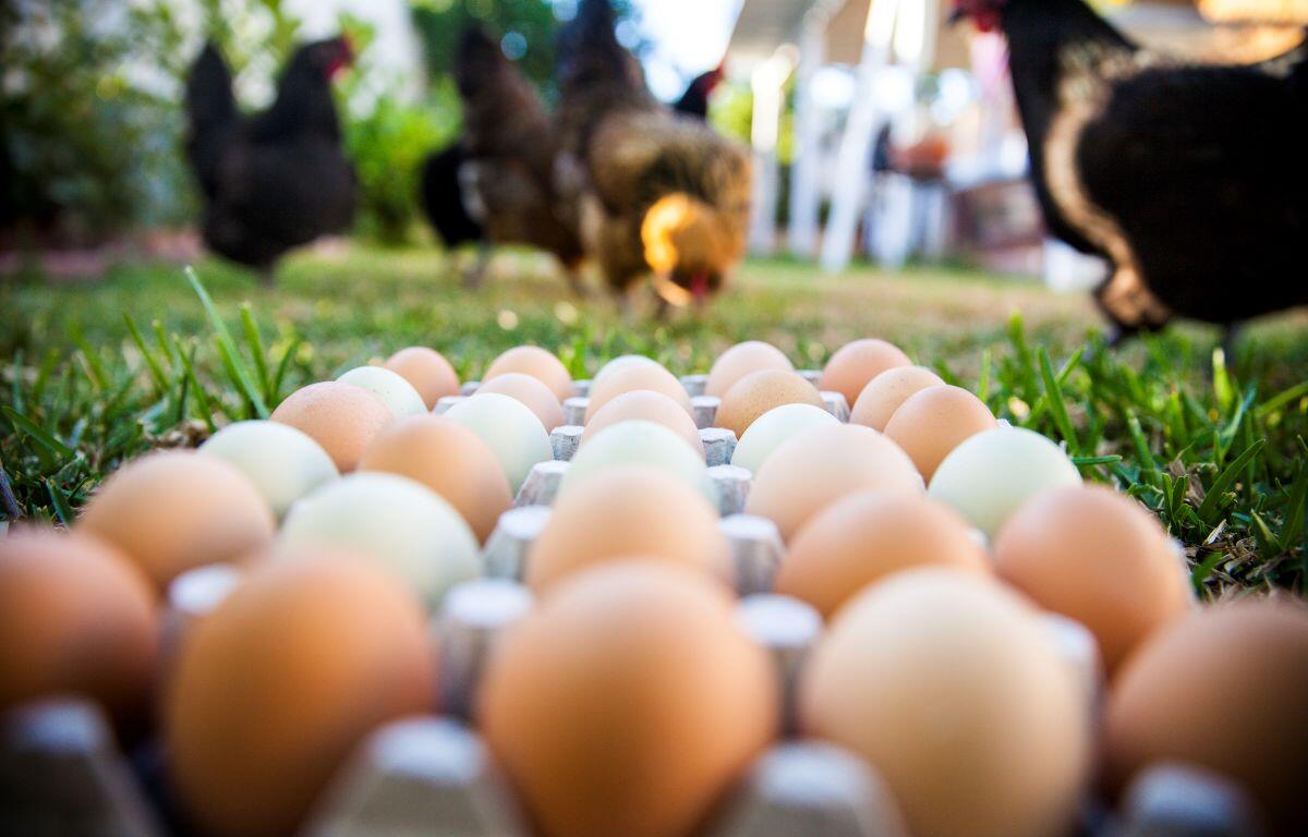 eggs stock metro creative