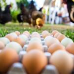 eggs stock metro creative