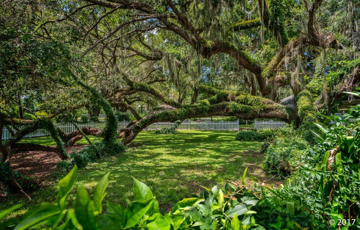 lady lake florida trees outdoor green space