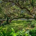 lady lake florida trees outdoor green space