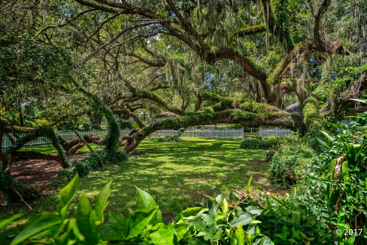 lady lake florida trees outdoor green space