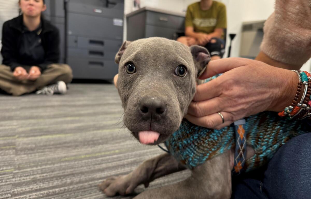 Meet Blueberry: a 4-month-old pup who has survived the worst and is looking forward to a bright future thanks to the Humane Society of Marion County.