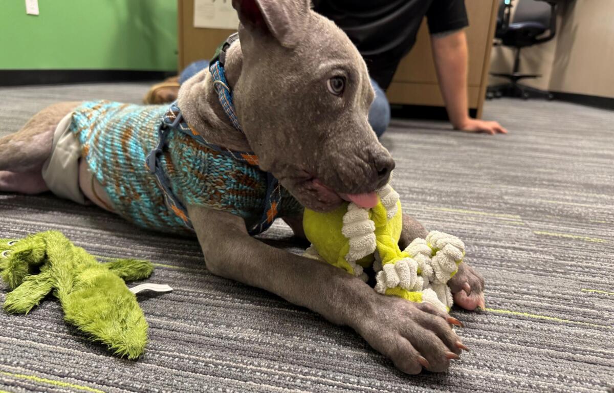 Meet Blueberry: a 4-month-old pup who has survived the worst and is looking forward to a bright future thanks to the Humane Society of Marion County.