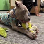 Meet Blueberry: a 4-month-old pup who has survived the worst and is looking forward to a bright future thanks to the Humane Society of Marion County.