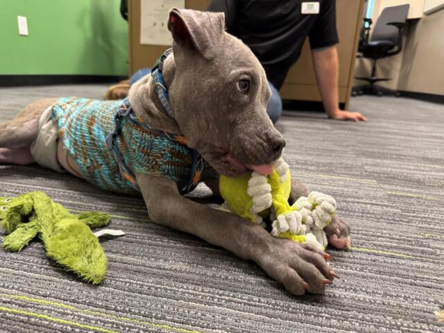 Meet Blueberry: a 4-month-old pup who has survived the worst and is looking forward to a bright future thanks to the Humane Society of Marion County.