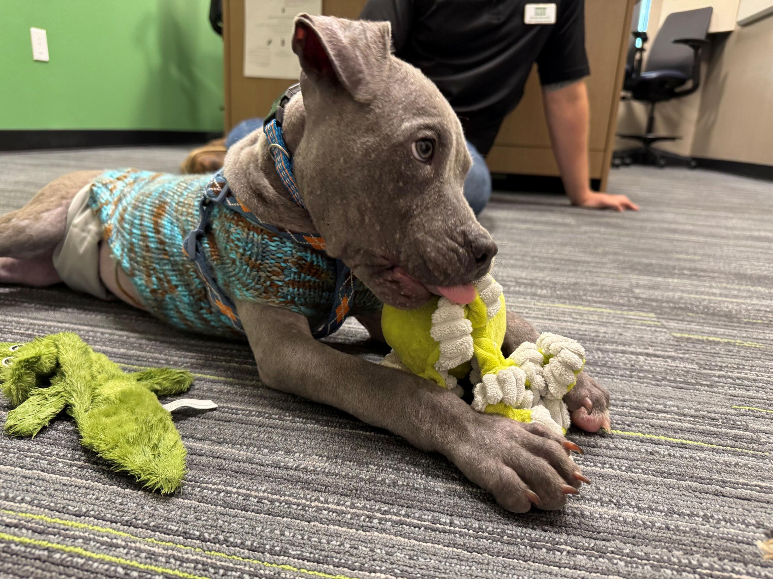 Meet Blueberry: a 4-month-old pup who has survived the worst and is looking forward to a bright future thanks to the Humane Society of Marion County.