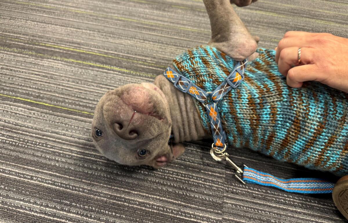 Meet Blueberry: a 4-month-old pup who has survived the worst and is looking forward to a bright future thanks to the Humane Society of Marion County.