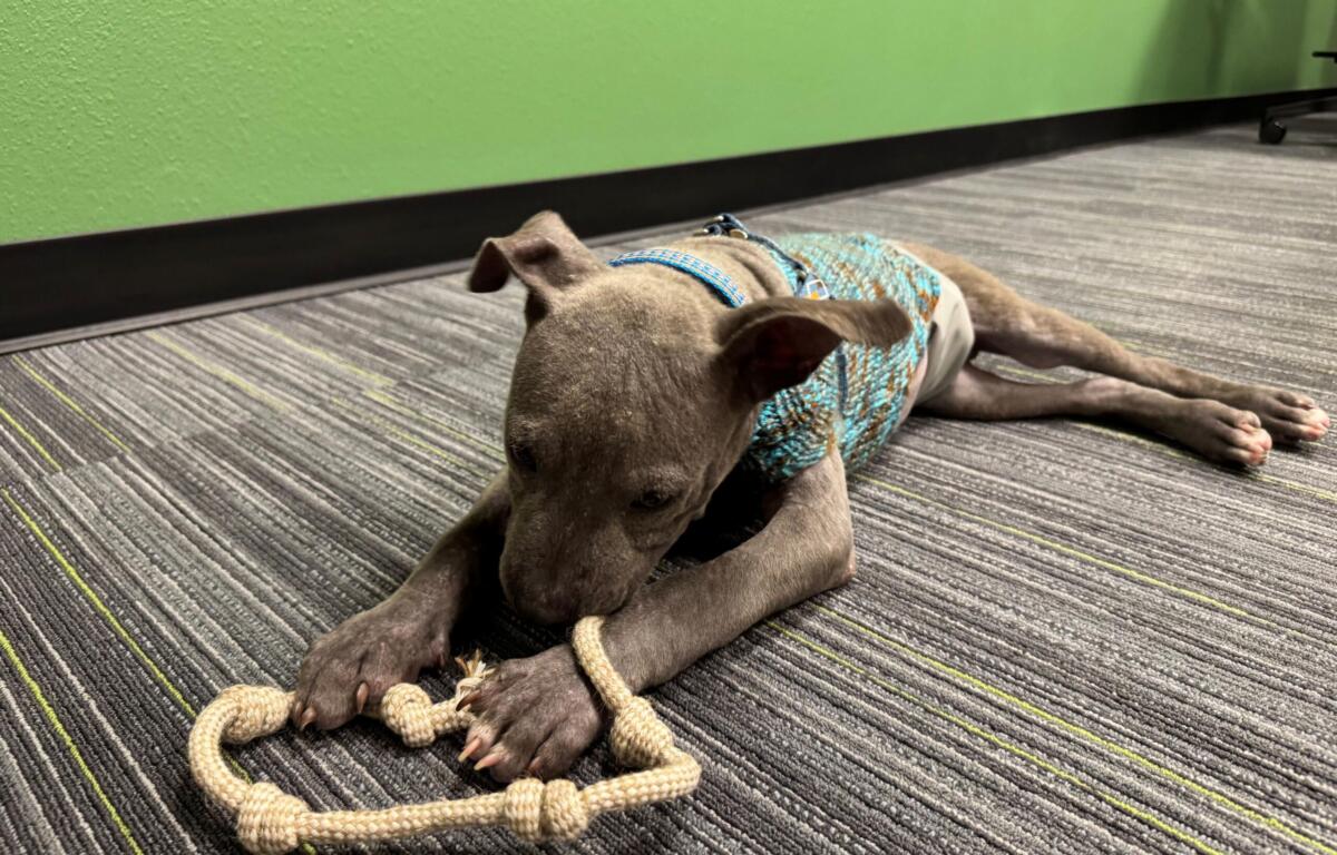 Meet Blueberry: a 4-month-old pup who has survived the worst and is looking forward to a bright future thanks to the Humane Society of Marion County.