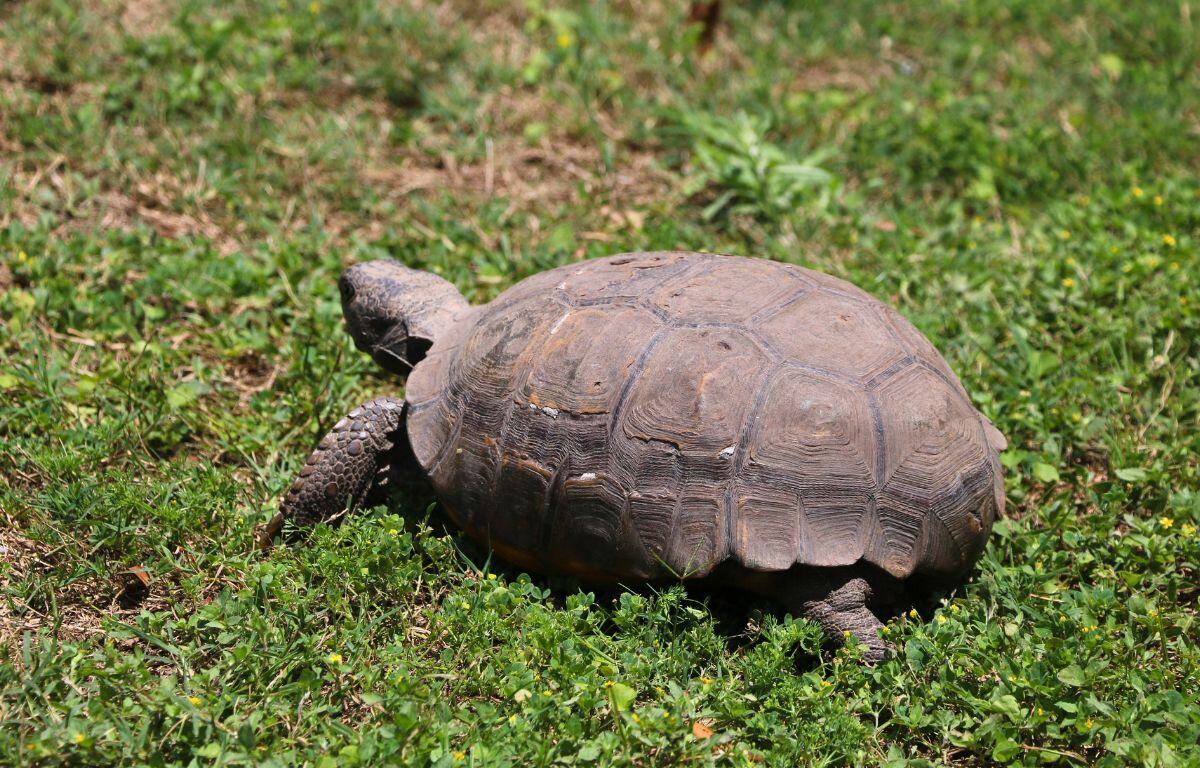 A tortoise walks around in a grassy area.