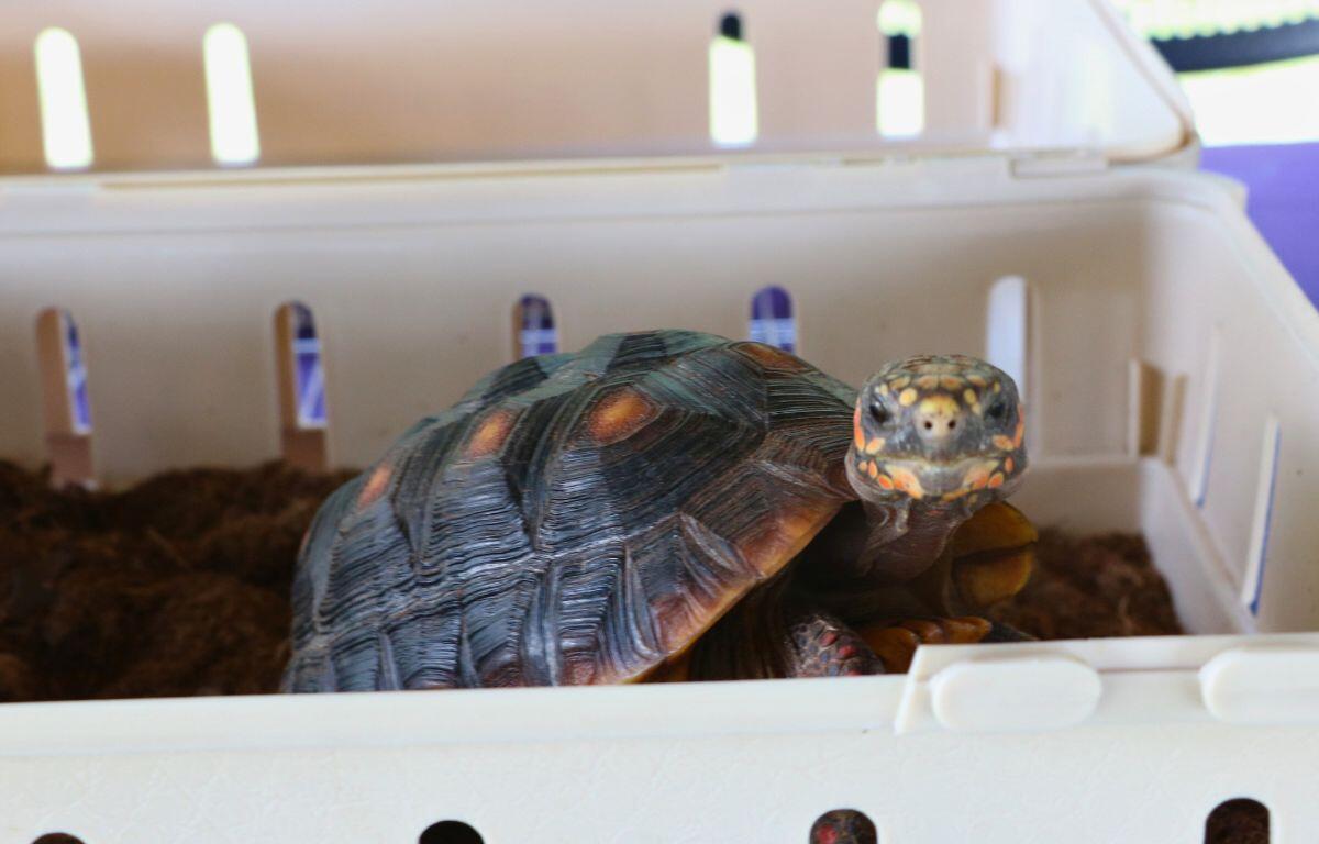 A tortoise sits in a plastic container, looking above the edge.