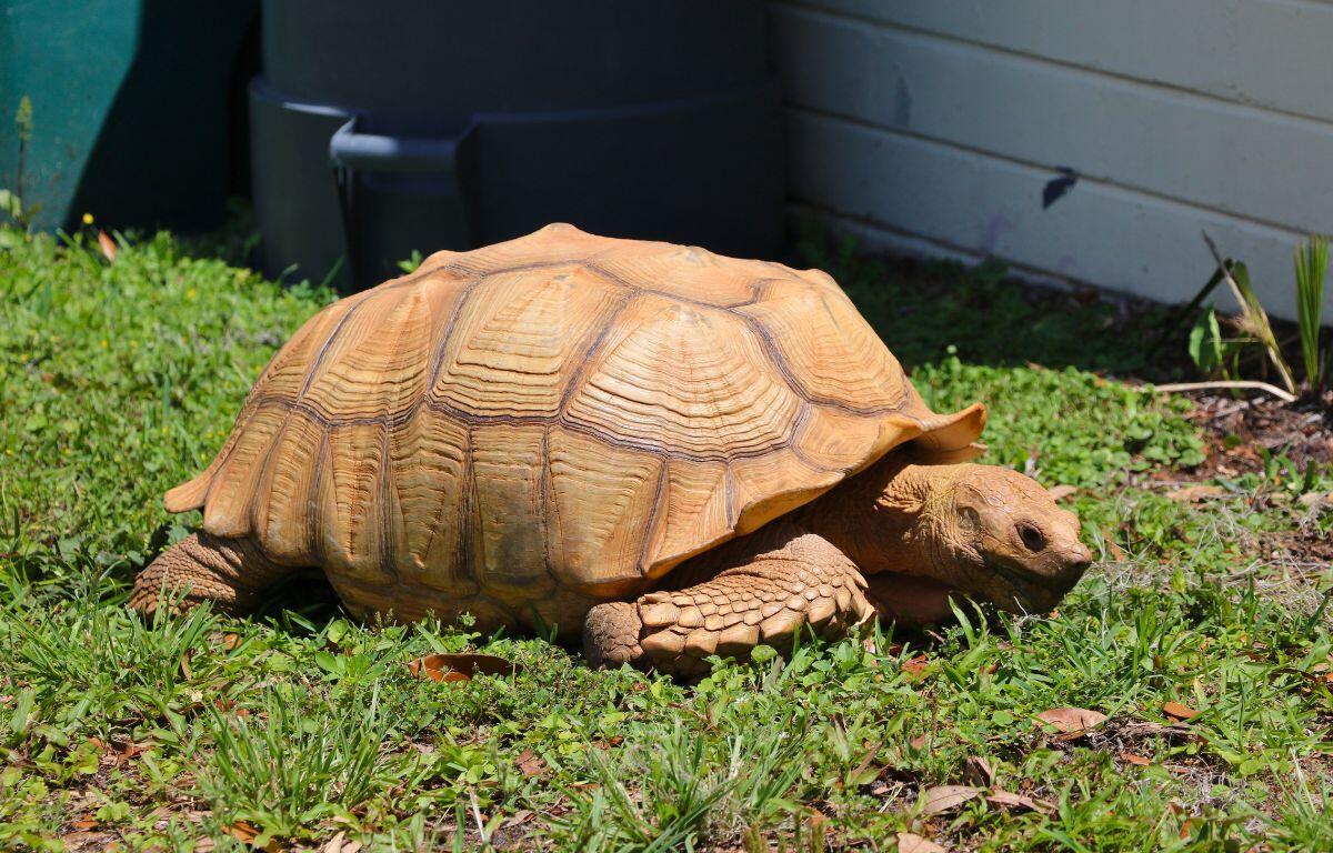 A tortoise walks around a grassy patch in front of a brick building.
