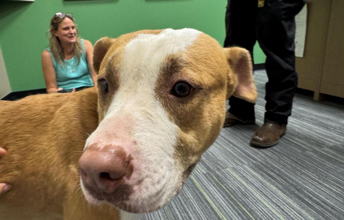 Meet Tazzy, a tan and white 6-year-old pup waiting for her forever home at Marion County Animal Services