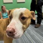 Meet Tazzy, a tan and white 6-year-old pup waiting for her forever home at Marion County Animal Services