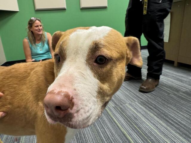 Meet Tazzy, a tan and white 6-year-old pup waiting for her forever home at Marion County Animal Services