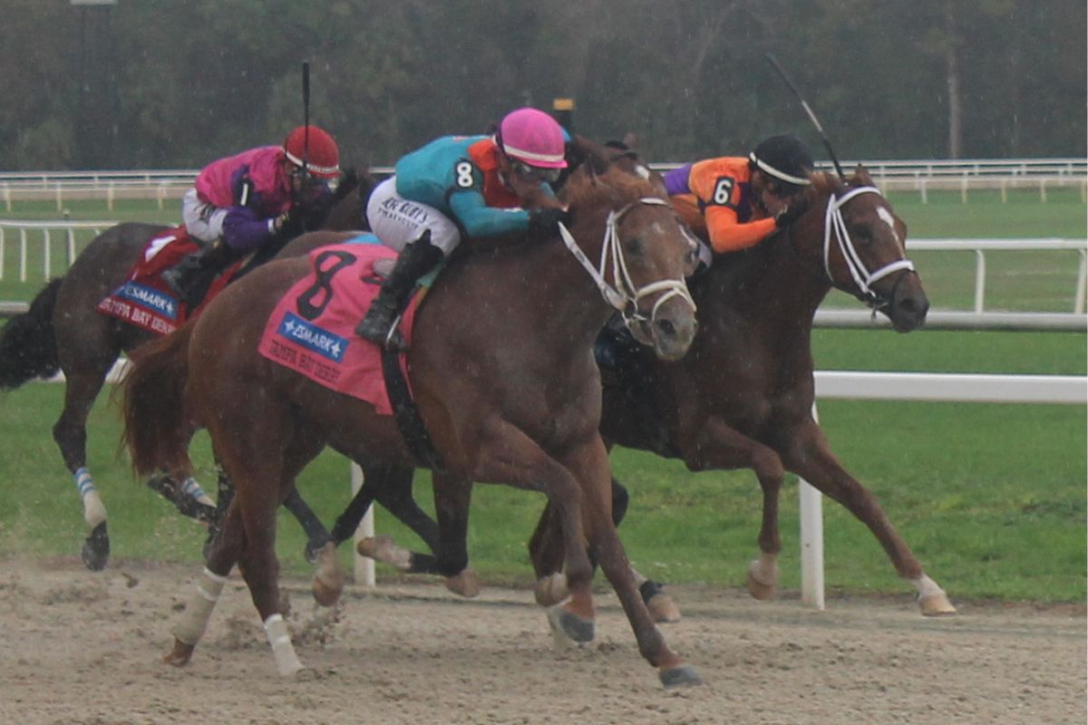 Horses race in colorful silks over a dirt surface with the turf course in the background.