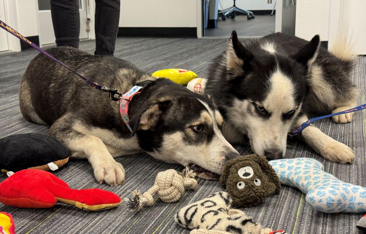humane society marion county project pawsitivity huskies wayne heather
