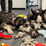 humane society marion county project pawsitivity huskies wayne heather