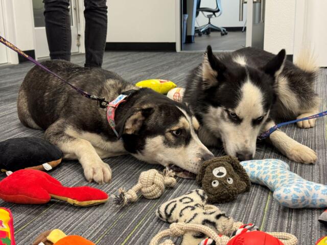humane society marion county project pawsitivity huskies wayne heather