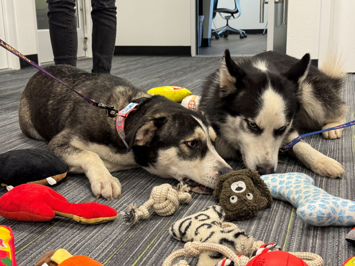 humane society marion county project pawsitivity huskies wayne heather