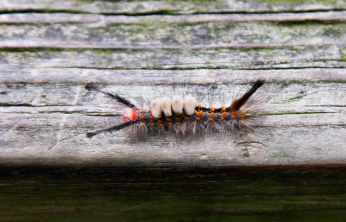 tussock moth caterpillar Larry D. Moore, CC BY 4.0, Wikimedia Commons.