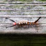tussock moth caterpillar Larry D. Moore, CC BY 4.0, Wikimedia Commons.