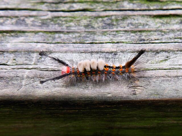 tussock moth caterpillar Larry D. Moore, CC BY 4.0, Wikimedia Commons.