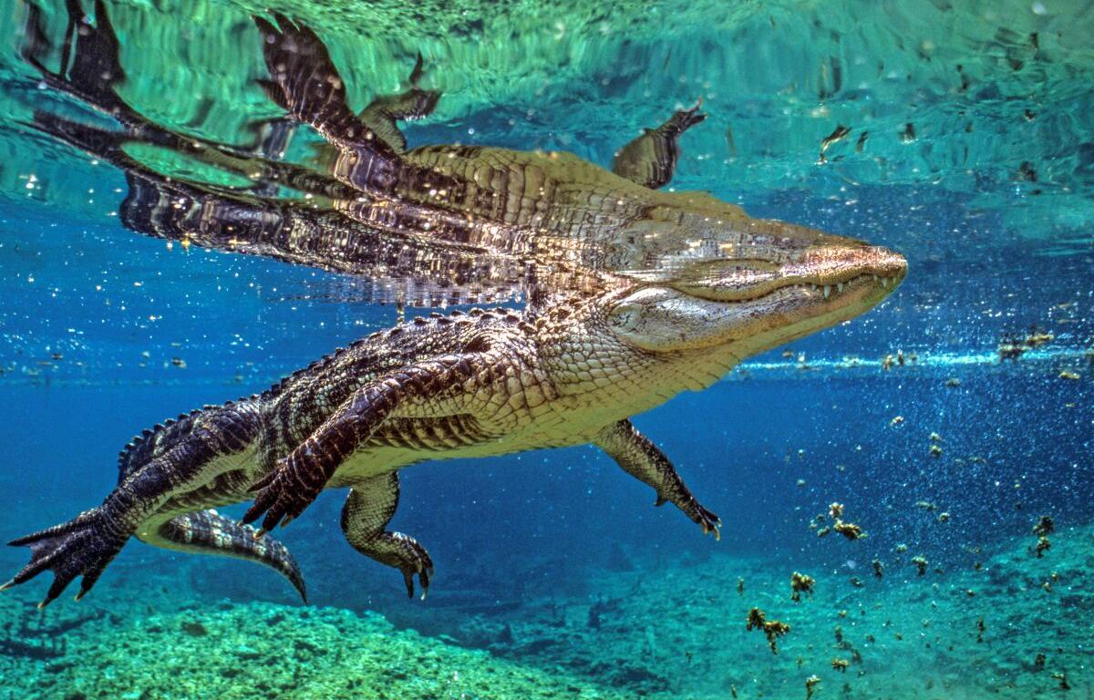 alligator reflected in the waters of Silver Springs State Park Ocala Florida